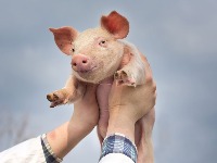 Ministar poljoprivrede otkrio DUGO ČUVANU TAJNU: Mnogo koljemo prasiće 