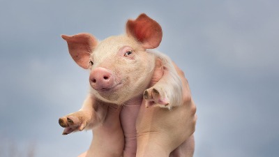 Ministar poljoprivrede otkrio DUGO ČUVANU TAJNU: Mnogo koljemo prasiće 