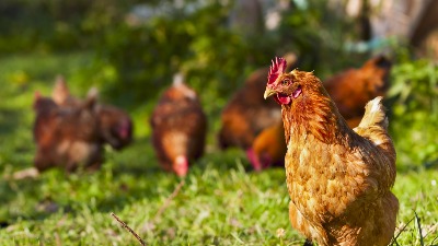 HUMANE SRPSKE KOKOŠKE Cene jaja niže za 40 odsto