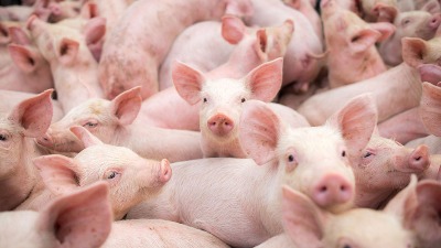 Farmer dronom prevozio prasiće, jedno zapelo za dalekovod (VIDEO)