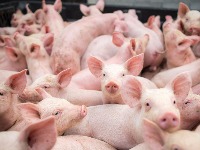 Cene teladi rastu u Užicu: U Obrenovcu pada cena prasića