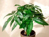 4 biljke koje privlače novac u vaš dom: Ako ih dobijete na poklon – veruje se da donose još više sreće