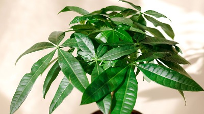 4 biljke koje privlače novac u vaš dom: Ako ih dobijete na poklon – veruje se da donose još više sreće