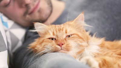20 razloga za ljubav s muškarcem koji voli mačke