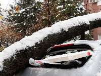 Stablo palo na ženu i UBILO JE: Užas u Sarajevu