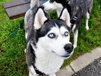 Iskusni dreser pasa otkriva: Ovih 5 rasa nisu za KUĆNE LJUBIMCE (FOTO) 