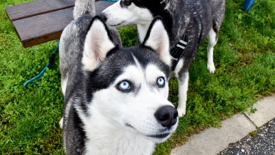 Iskusni dreser pasa otkriva: Ovih 5 rasa nisu za KUĆNE LJUBIMCE (FOTO) 