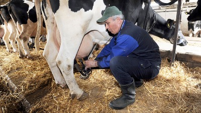 Poljoprivrednici traže zaštitu, država bez odgovora: Hoće li iko stati iza domaćeg mleka?