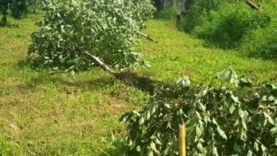 "Ucenjuju nas": Ljudi iz revolta ČUPAJU voćke u punom rodu (VIDEO) "Ucenjuju nas": Ljudi iz revolta ČUPAJU voćke u punom rodu (VIDEO)