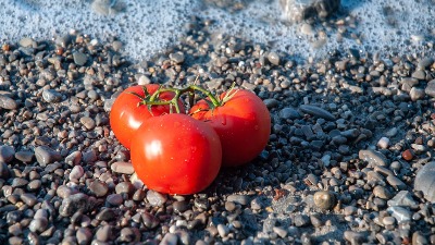 Zalijte paradajz i krastavac ovim rastvorom i rađaće do besvesti! Baštovanski trik zlata vredan 