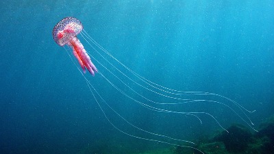 Meduza teroriše kupače na Jadranu