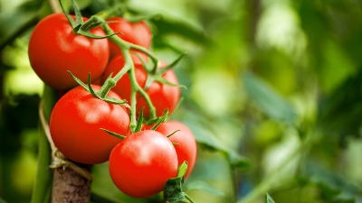 Ovako se pravilno čuva paradajz - trik uz pomoć kojeg će vam biti svež 2 nedelje