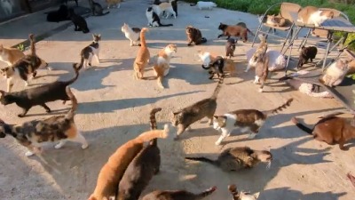 Spašavaju mačke, nisu ni sanjali da će ih biti ovoliko (VIDEO)