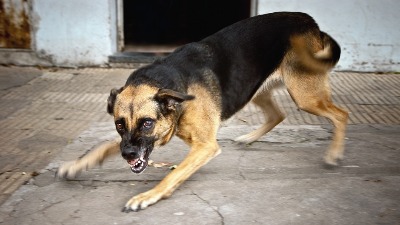 Jezivo: Pas izleteo iz dvorišta i izujedao dečaka (9)