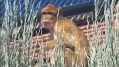 Majmun se šeta na krovu kuće na Karaburmi (VIDEO)