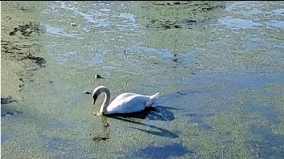 Deo Borče zarazna zona: Mrtvi labudovi u kanalu (FOTO)