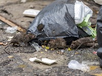 SSP Ćuprija: Lokalna vlast nije mogla da obezbedi osnovne higijenske uslove u vrtiću