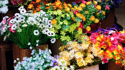 Prodavci cveća sa Zvezdare su postali hit na mrežama (FOTO)