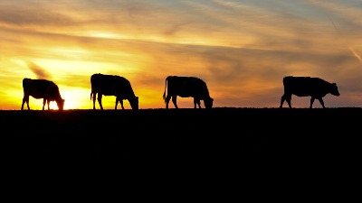 Vanredna situacija u Sjenici: Sela ugrožena, životinje umiru