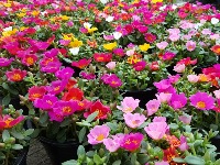 Cvet koji je simbol USPEHA u svakoj kući: Lako se gaji, a cveta kao lud sve do prve zime (FOTO) 