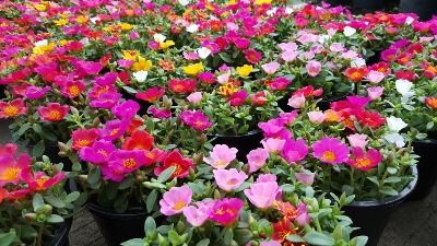 Cvet koji je simbol USPEHA u svakoj kući: Lako se gaji, a cveta kao lud sve do prve zime (FOTO) 