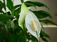 Samo jedna kašika OVOGA i spatifilum će vam cvetati kao LUD: Zovu ga "ženska sreća"