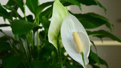 Samo jedna kašika OVOGA i spatifilum će vam cvetati kao LUD: Zovu ga "ženska sreća"