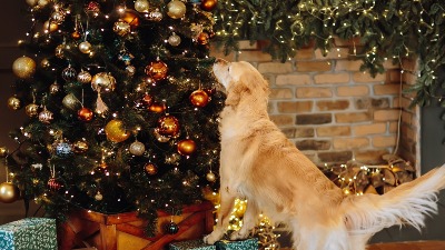 Da li je dobro ostaviti lampice na jelci cele noći? Stručnjaci objašnjavaju KAKO da UŠTEDITE 