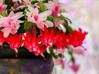 Kako da vam božićni kaktus lepše cveta? Trik koji provereno RADI 