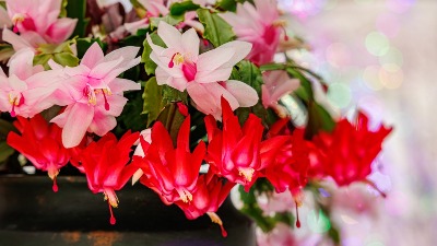 Kako da vam božićni kaktus lepše cveta? Trik koji provereno RADI 