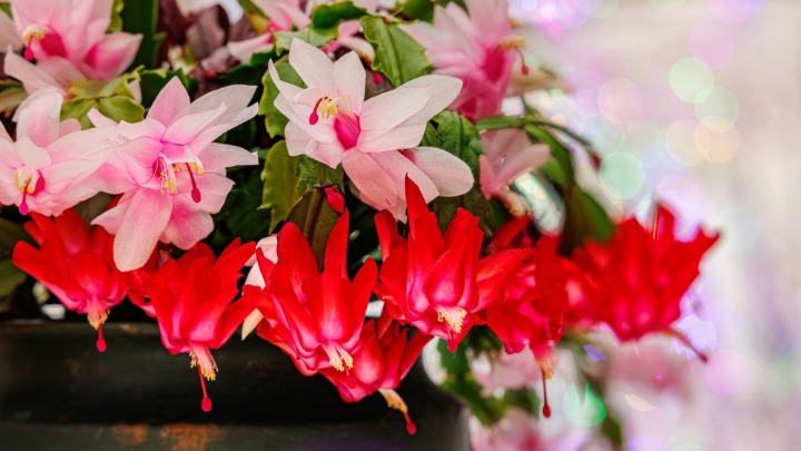 Kako da vam božićni kaktus lepše cveta? Trik koji provereno RADI 