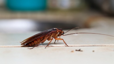 Ne možete da se otarasite bubašvaba u kući? 4 načina koja provereno deluju