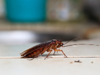 Bubašvabe beže kao lude od OVOGA: Samo ga ostavite u kuhinju i neće ih biti 