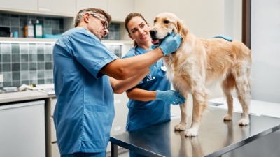 Upozorenje veterinara vlasnicima pasa: Povećava se broj hitnih dolazaka zbog trovanja!