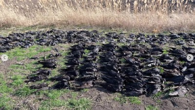 JEZIVO Nađeno više od 800 mrtvih ptica kod Kikinde