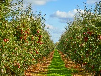  Voćari u strahu: Vreba li mraz?
