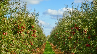  Voćari u strahu: Vreba li mraz?