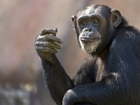 Devojci ispao telefon u zoološkom vrtu, a kad vidite šta je šimpanza uradila sa njim... (VIDEO) 