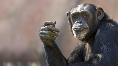 Devojci ispao telefon u zoološkom vrtu, a kad vidite šta je šimpanza uradila sa njim... (VIDEO) 