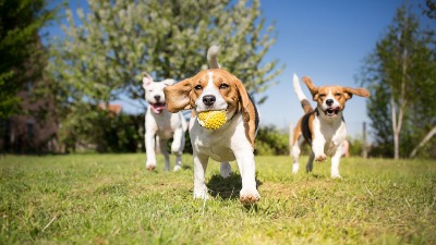 Veterinari otkrili koliko često treba šetati psa! Jedna rasa je posebno ZAHTEVNA 