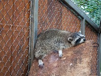 Rakun razbio flaše alkohola i napio se u prodavnici: Onesvestio se u WC (FOTO) 