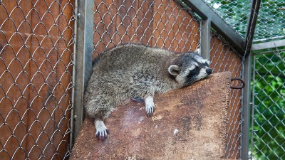 Rakun razbio flaše alkohola i napio se u prodavnici: Onesvestio se u WC (FOTO) 