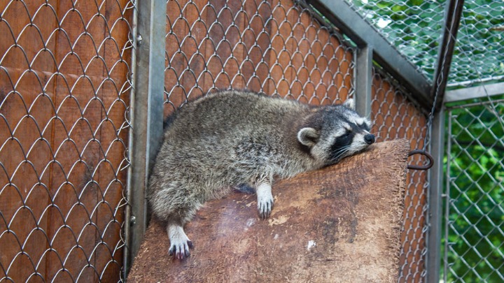Rakun razbio flaše alkohola i napio se u prodavnici: Onesvestio se u WC (FOTO) 