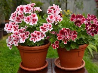 Jedna kap ovog jeftinog sastojka iz apoteke je ČUDO ZA MUŠKATLE 