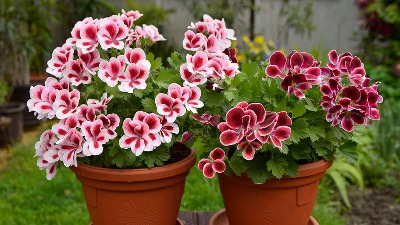 Jedna kap ovog jeftinog sastojka iz apoteke je ČUDO ZA MUŠKATLE 