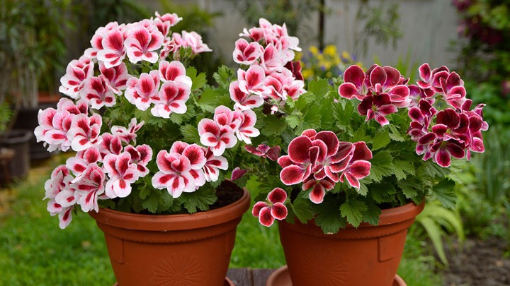 Jedna kap ovog jeftinog sastojka iz apoteke je ČUDO ZA MUŠKATLE 