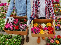 Posadite ovo cveće pre Svetog Jovana i imaćete najlepšu terasu VEĆ U MARTU (FOTO) 