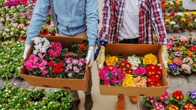 Posadite ovo cveće pre Svetog Jovana i imaćete najlepšu terasu VEĆ U MARTU (FOTO) 