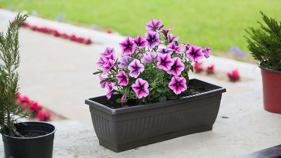 Ovo cveće obožava paklene VRUĆINE - Cveta kao ludo čak i na 40 stepeni 