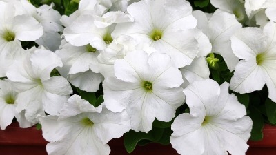 Kako da vam petunije raskošno cvetaju u SLAPOVIMA? Trik koji znaju samo baštovani